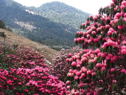 Chopta